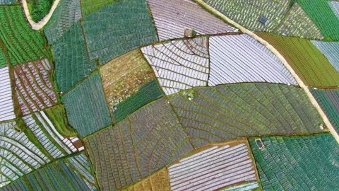 Patchwork fields aerial view, scenery of tropical leek plantation in Stock Footage 153442021