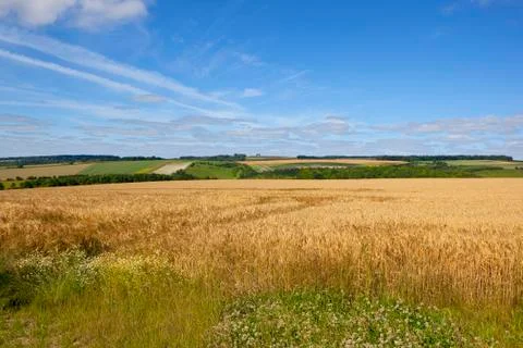 Patchwork fields and barley Stock Photos