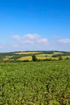 Patchwork fields and bean crop Stock Photos
