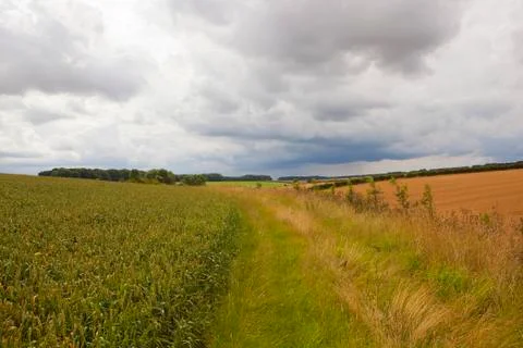 Patchwork fields and wheat Stock Photos