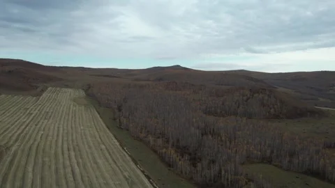 Patchwork Fields Beside Autumn Woodland in Inner Mongolia, China Stock Footage 344035685