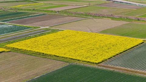 Patchwork Fields with Bright Rapeseed Bloom in Japan Stock Footage 342839668