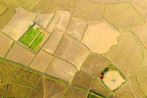 Patchwork fields in rural Southeast Asia 写真素材