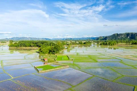 Patchwork of flooded rice fields in sunlight 스톡 사진