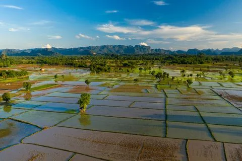 Patchwork of flooded rice paddies at sunset Fotos de archivo