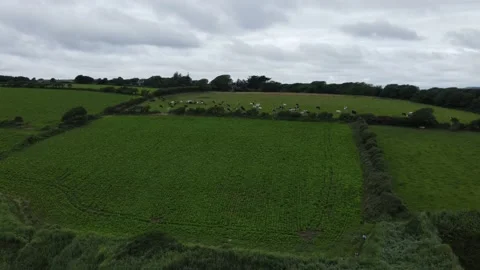 Patchwork of green fields, cows grazing and rugged coast in West Cork 動画素材 158082398