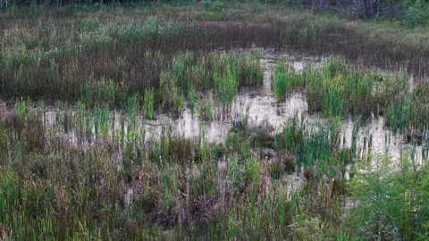 Patchwork of green reeds and shallow marsh pools Stock Footage 348797727