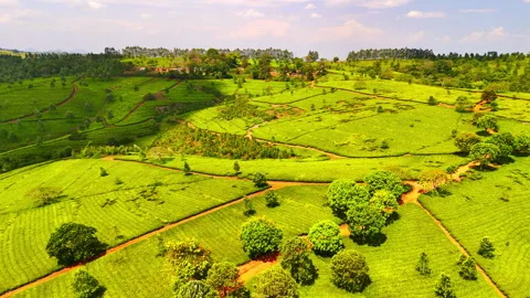 Patchwork of Green Tea Fields on Rolling Hills in Malawi Stock Footage 347790553