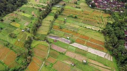 Patchwork landscape, marigold flowers cultivated at Bali island, aerial shot Stock-Footage 235464067