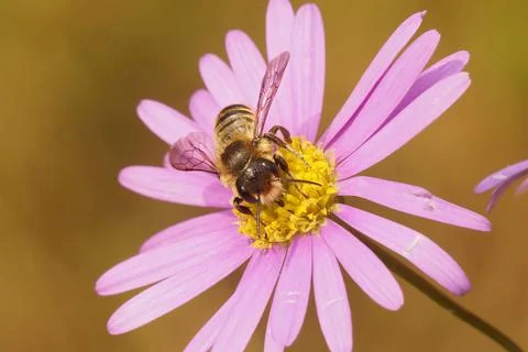 Patchwork leaf-cutter bee (megachile centuncularis) collecting pollen from a pin Stock Photos