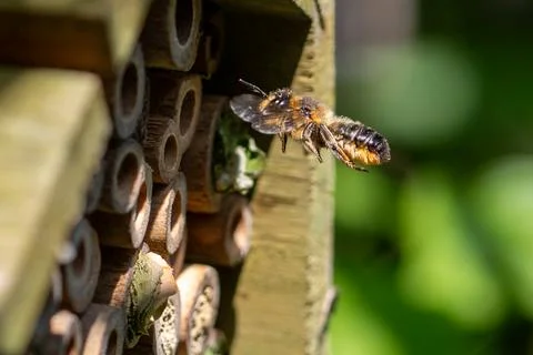 Patchwork leaf cutter bee, Megachile centuncularis, flying into nest Photos