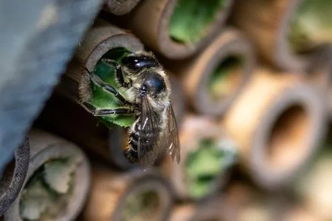 Patchwork leaf cutter bee, Megachile centuncularis, flying into nest with p.. Photos