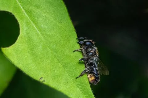 Patchwork leaf cutter bee, Megachile centuncularis, sizing up a honeysuckle.. Fotos de archivo
