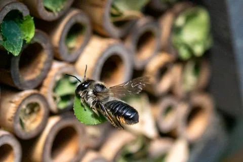 Patchwork leaf cutter bee, Megachile centuncularis, flying into nest with p.. Photos