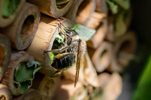 Patchwork leaf cutter bee, Megachile centuncularis, flying into nest with p.. Photos