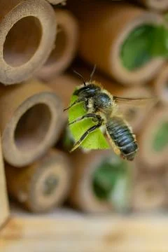 Patchwork leaf cutter bee, Megachile centuncularis, flying into nest with p.. Photos