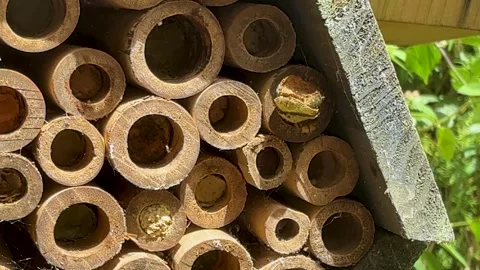 Patchwork leafcutter bee chewing through leaf cap and emerging into sunlight 動画素材 338408566