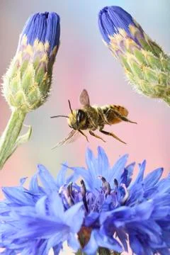 Patchwork leafcutter bee Megachile centuncularis in flight at the flower of a Stock-Fotos
