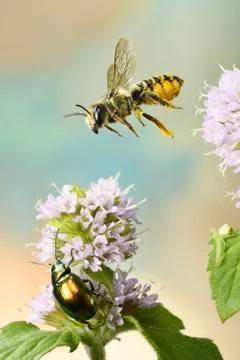 Patchwork leafcutter bee Megachile centuncularis in flight on flower of a Water Photos