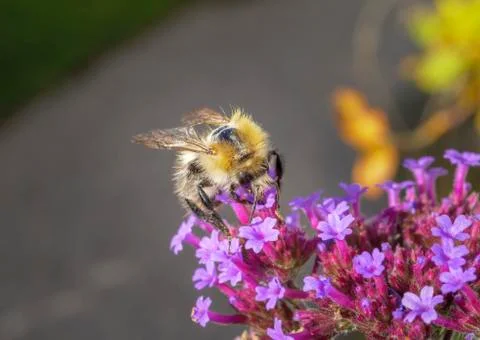Patchwork leafcutter bee (Megachile centuncularis) Fotos de archivo