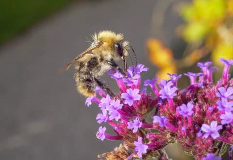 Patchwork leafcutter bee (Megachile centuncularis) Stock-Fotos