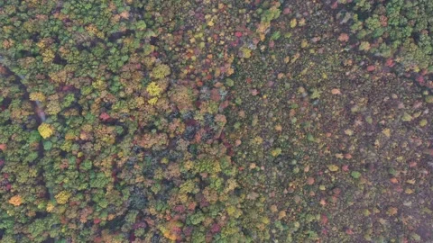 A patchwork of multicolored autumn trees canopies seen from an overhead Video stock 142340013