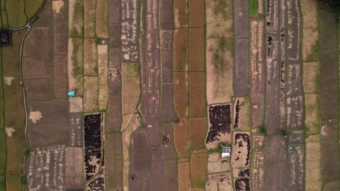 Patchwork pattern of harvested rice fields, top-down aerial panning shot Stock Footage 229994603