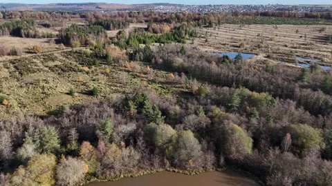 Patchwork plantation at Worgreens main lake showing wet heathland surrounding. Stock Footage 263422035