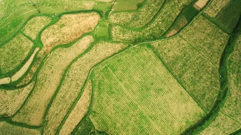 Patchwork rice fields tilt up to reveal magic Krast bobbing green mystic Video stock 240395491