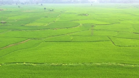 Patchwork Rice Paddies and Misty Horizon 動画素材 331281827