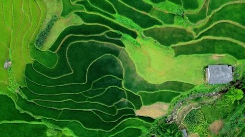 Patchwork rice paddies, Birdseye view. Sapa, Vietnam. Stock Footage 342315543