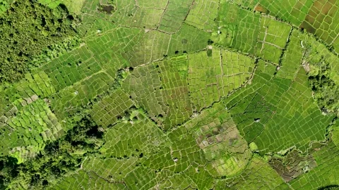 A patchwork of rice paddies unfolds in lush symmetry, where water mirrors the Stock Footage 328206207