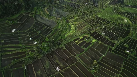 Patchwork of rice stitched together by ancient hands, crafted in distant Stock-Footage 282534215