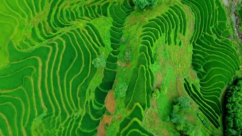 Patchwork rice terrace birds eye view. Stock Footage 342314435