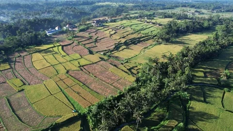 Patchwork of ripe and harvested rice fields, aerial shot of central Bali Stock-Footage 197413410
