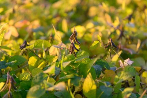 Patchwork soybean field with mixed leaf tones, biodiversity patches and pollinat Stock Photos