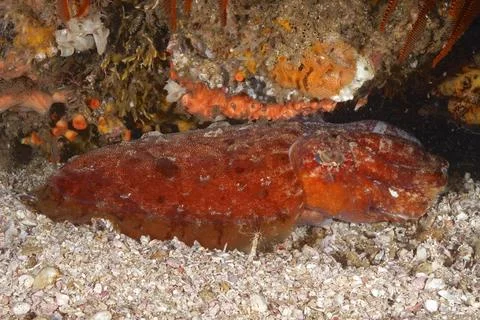Patchwork squid cuttlefish Sepia vermiculata endemic Aliwal Shoal Dive Site 写真素材