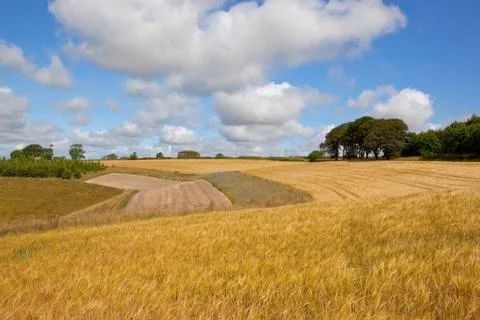 Patchwork summer fields Stock Photos