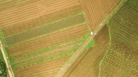 A patchwork of uniformed striped crop rows in irregular shaped fields Stock Footage 241333296