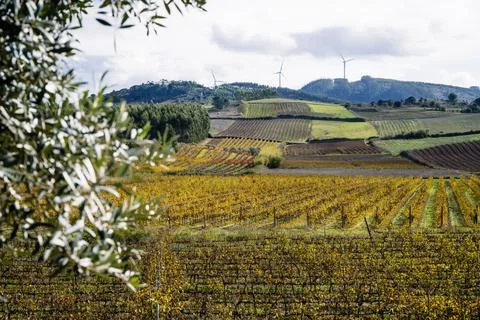 Patchwork vineyards beneath dark clouds Stock Photos
