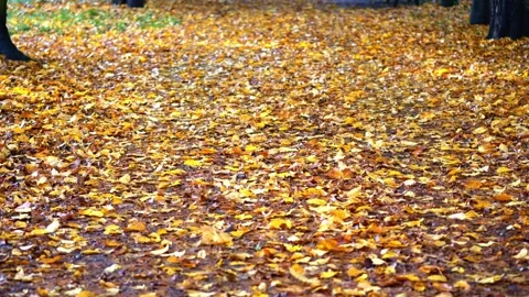 A patchwork of yellow, brown, and red leaves covers a walkway in a park, si.. Stock Footage 256213292