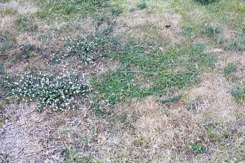 Patchy Dried Grass from Sun And Heat Stock Photos
