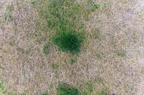 Patchy grass, lawn in bad condition and need maintenance. Stock Photos