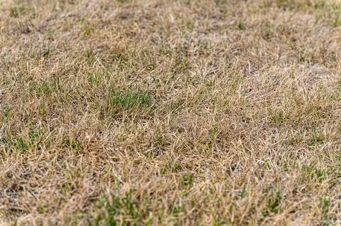 Patchy grass, lawn in bad condition and need maintenance. Stock Photos