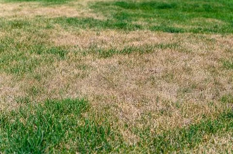 Patchy grass, lawn in bad condition and need maintenance. Stock Photos