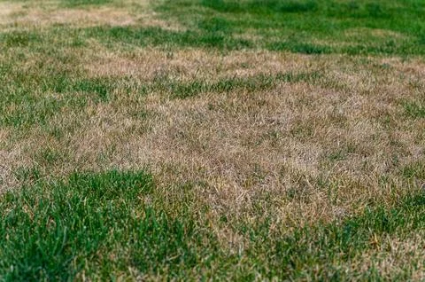 Patchy grass, lawn in bad condition and need maintenance. Stock Photos