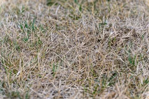 Patchy grass, lawn in bad condition and need maintenance. Stock Photos