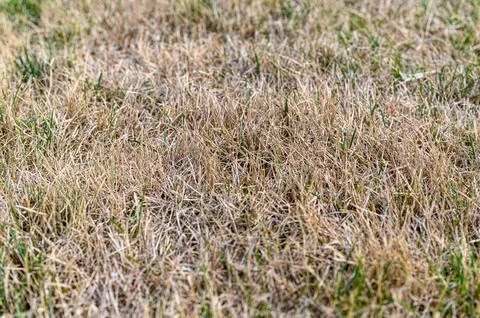 Patchy grass, lawn in bad condition and need maintenance. Stock Photos