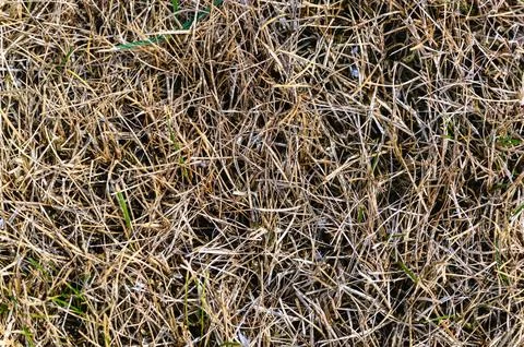 Patchy grass, lawn in bad condition and need maintenance. Stock Photos