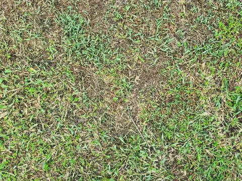 Patchy grass lawn texture background for landscape mockups. Foto stock